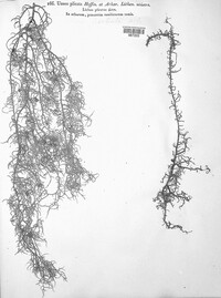 Usnea plicata image